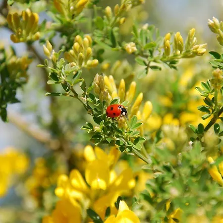 Giardino 21 Marzo Bed & Breakfast