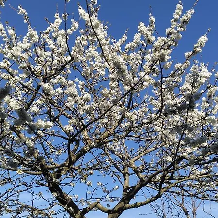 Giardino 21 Marzo 3* Vico Equense